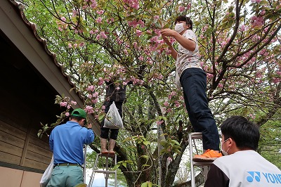 花とり